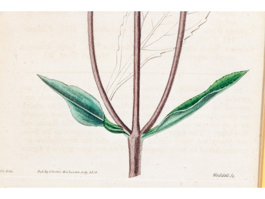 Dark Purple-Eyed Sunflower Helianthus Atrorubens Engraved By Weddell After John Curtis