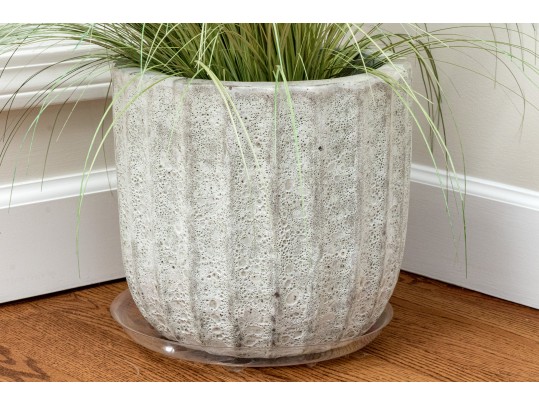 Morning Light Maiden Plant With Ceramic Planter 