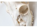 Decorative Deer Skull With Antlers