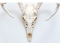 Decorative Deer Skull With Antlers