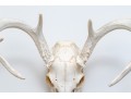 Decorative Deer Skull With Antlers