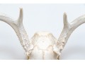 Decorative Deer Skull With Antlers