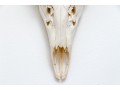 Decorative Deer Skull With Antlers