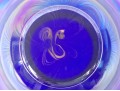 Cobalt Blue Pulled Feather Art Glass Bowl