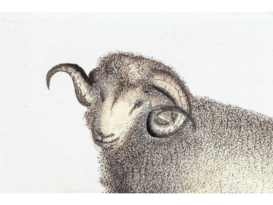 Set Of Four Hand Colored Prints Of Rams