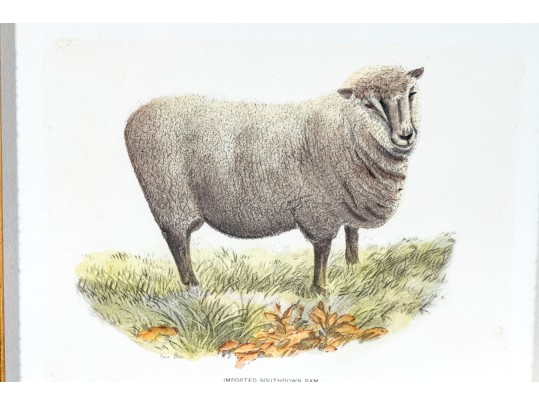 Set Of Four Hand Colored Prints Of Rams