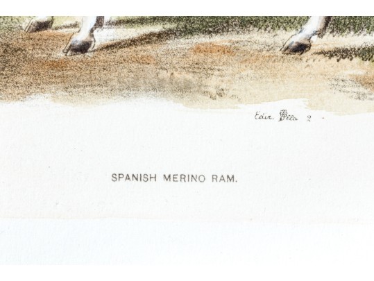 Set Of Four Hand Colored Prints Of Rams