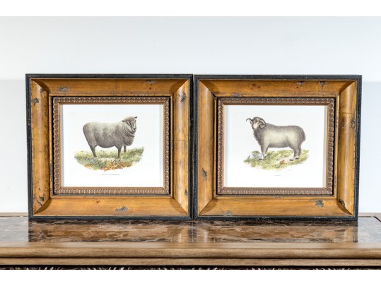 Set Of Four Hand Colored Prints Of Rams