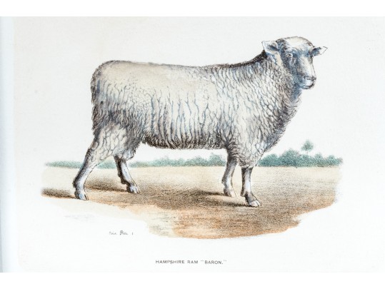 Set Of Four Hand Colored Prints Of Rams