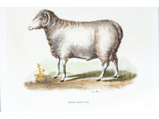 Set Of Four Hand Colored Prints Of Rams