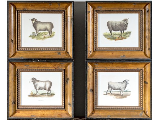 Set Of Four Hand Colored Prints Of Rams