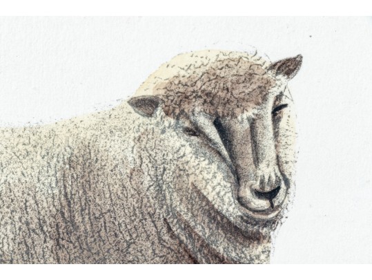 Set Of Four Hand Colored Prints Of Rams