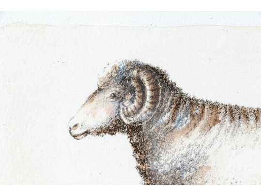 Set Of Four Hand Colored Prints Of Rams
