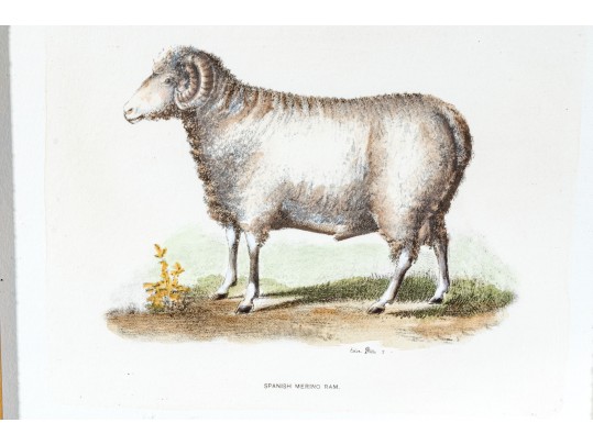 Set Of Four Hand Colored Prints Of Rams