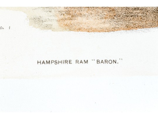 Set Of Four Hand Colored Prints Of Rams