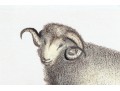 Set Of Four Hand Colored Prints Of Rams