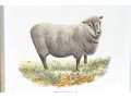 Set Of Four Hand Colored Prints Of Rams