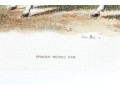 Set Of Four Hand Colored Prints Of Rams