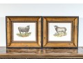 Set Of Four Hand Colored Prints Of Rams