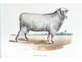 Set Of Four Hand Colored Prints Of Rams