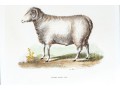 Set Of Four Hand Colored Prints Of Rams