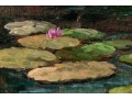 G. Reynolds, 