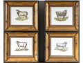 Set Of Four Hand Colored Prints Of Rams