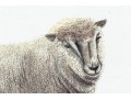 Set Of Four Hand Colored Prints Of Rams