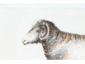 Set Of Four Hand Colored Prints Of Rams