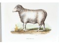 Set Of Four Hand Colored Prints Of Rams