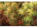 Signed Oil On Canvas, Landscape With Roses And Cyprus Trees