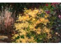 G. Reynolds, 