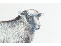 Set Of Four Hand Colored Prints Of Rams