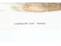 Set Of Four Hand Colored Prints Of Rams