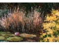 G. Reynolds, 