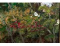 G. Reynolds, 
