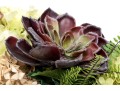 Wooden Planter With Quality Faux Foliage
