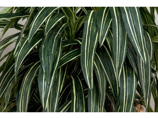 Quality Faux Dracaena Plant In Decorative Planter