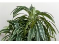 Quality Faux Dracaena Plant In Decorative Planter