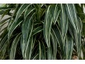 Quality Faux Dracaena Plant In Decorative Planter