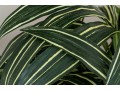 Quality Faux Dracaena Plant In Decorative Planter