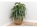 Quality Faux Dracaena Plant In Decorative Planter