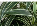 Quality Faux Dracaena Plant In Decorative Planter