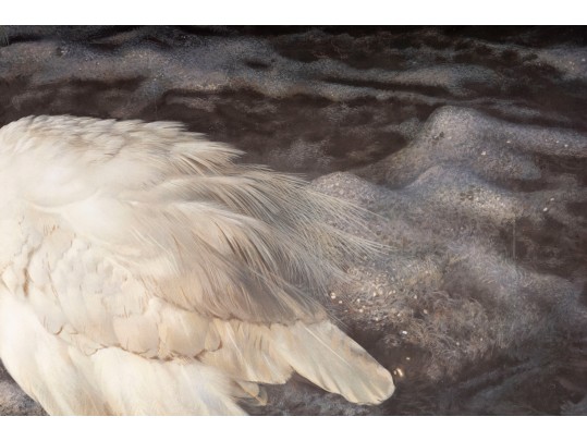 Carl Brenders And Robert Bateman Signed Lithographs Depicting Egrets**