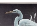 Carl Brenders And Robert Bateman Signed Lithographs Depicting Egrets**