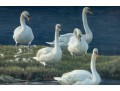 Robert Bateman And Carl Brenders Signed Lithographs Depicting Swans