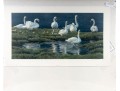 Robert Bateman And Carl Brenders Signed Lithographs Depicting Swans