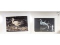 Carl Brenders And Robert Bateman Signed Lithographs Depicting Egrets**