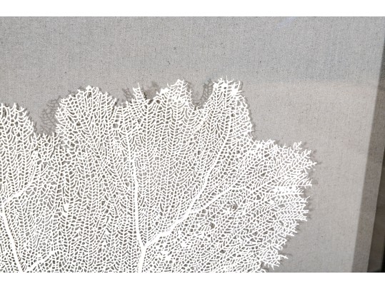 Wonderfully Decorative Framed Coral