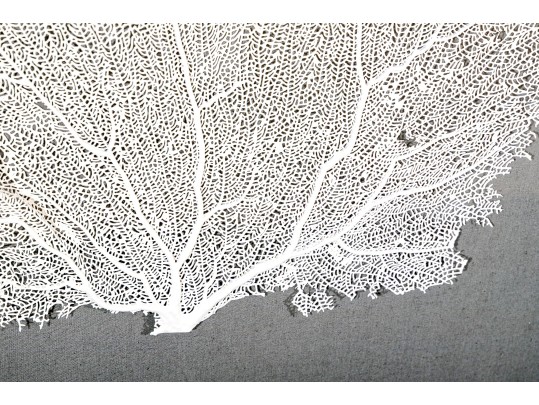 Wonderfully Decorative Framed Coral